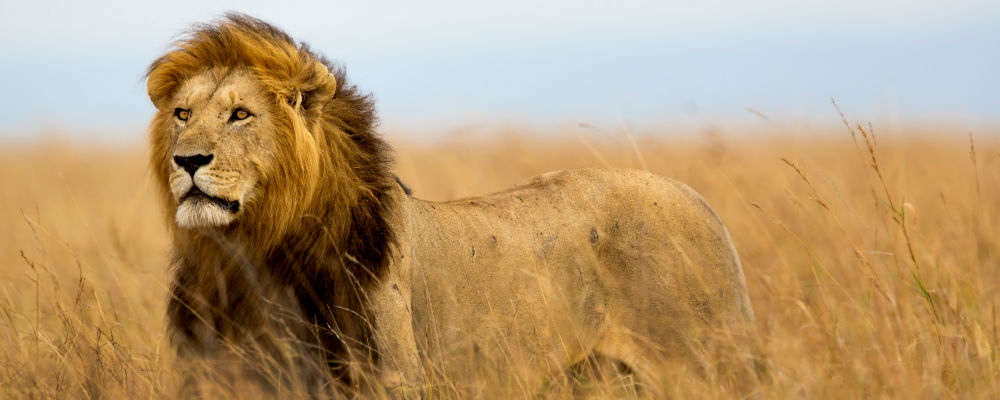 Loeve-Afrika